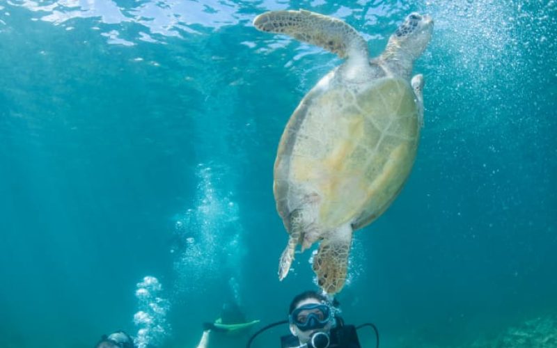 Mergulho de Cilindro de Praia Noronha